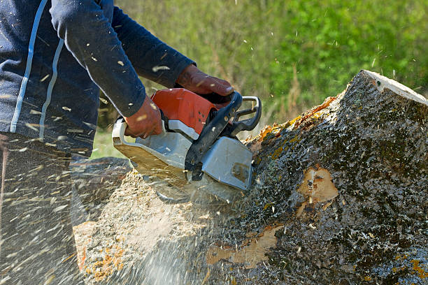 Residential Tree Removal in Emmaus, PA